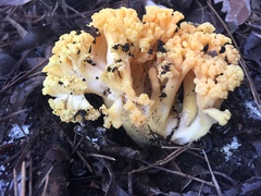 Ramaria capitata