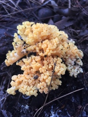 Ramaria capitata