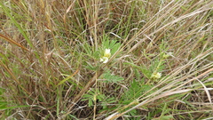 Tephrosia astragaloides