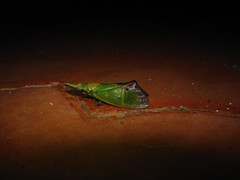 Odontoptera carrenoi