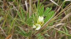 Tephrosia astragaloides