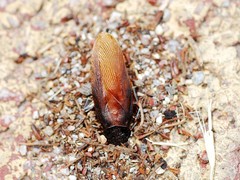 Periplaneta japonica