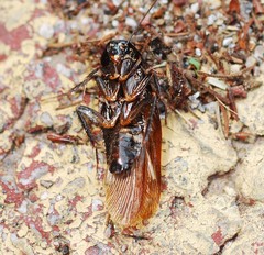 Periplaneta japonica