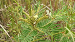 Tephrosia astragaloides