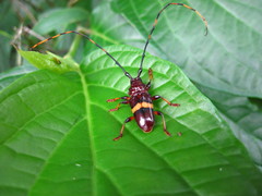 Trachyderes elegans