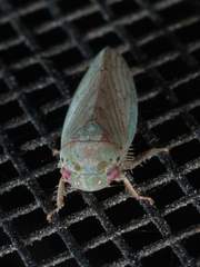 Polana quadrinotata