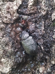 Osmoderma scabra