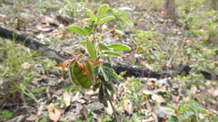 Cajanus confertiflorus