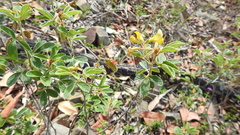 Cajanus confertiflorus