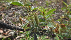 Cajanus confertiflorus