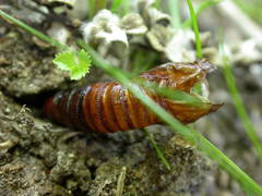 Sesia apiformis