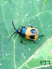 Monocesta ducalis