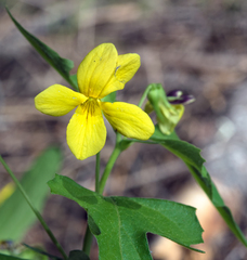 Viola lobata