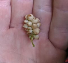 Ciboria carunculoides