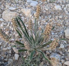 Plantago helleri