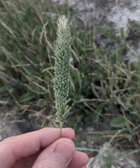 Phalaris caroliniana