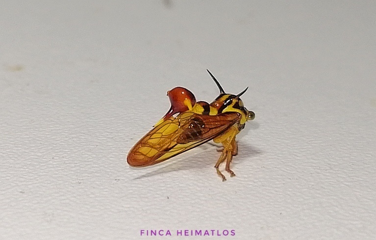 Heteronotus abcisus