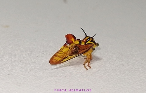 Heteronotus abcisus