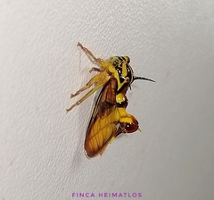 Heteronotus vespiformes