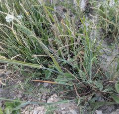 Phalaris caroliniana