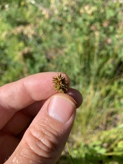 Carex hoodii