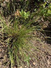 Carex hoodii