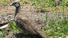 Geophaps scripta scripta