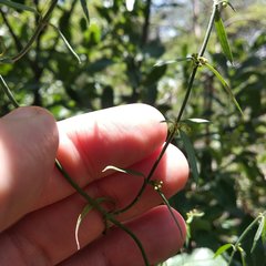 Orthosia