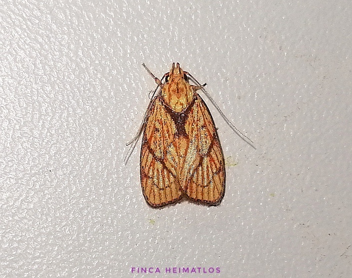 Inga textrina