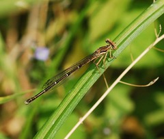 Platycnemis
