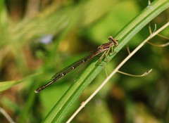 Platycnemis