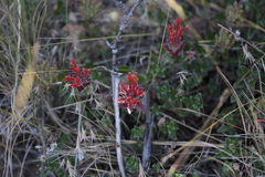 Monardella macrantha