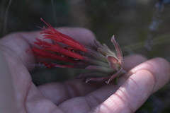 Monardella macrantha
