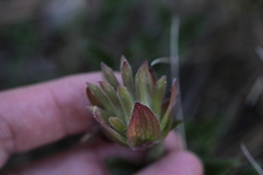 Monardella macrantha