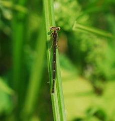 Platycnemis