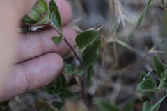 Monardella macrantha