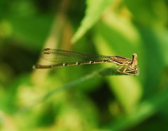 Platycnemis