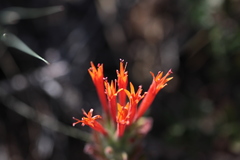 Monardella macrantha