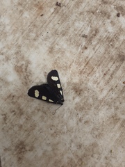 Alypiodes bimaculata