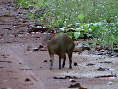 Dasyprocta variegata