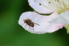 Muscidae