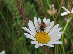 Eristalis tenax