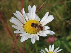 Eristalis tenax