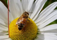 Apis mellifera