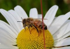 Apis mellifera