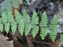 Myriopteris microphylla