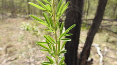 Lespedeza juncea