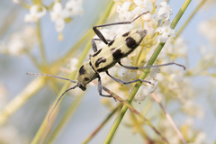 Chlorophorus herbstii