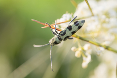 Chlorophorus herbstii