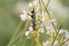 Chlorophorus herbstii